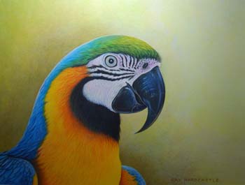 Blue Mcaw in color pencil